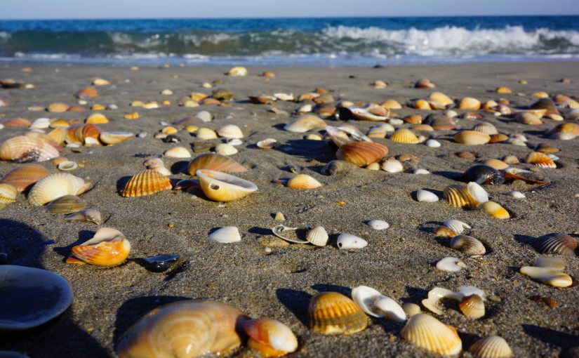 Aigues Mortes, Port Camargue und Sete